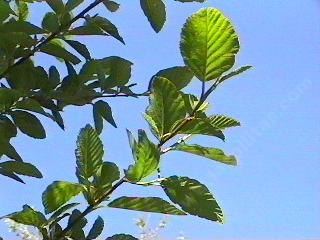 Alnus rhombifolia, White Alder, is found in areas where there is water year-round. - grid24_12