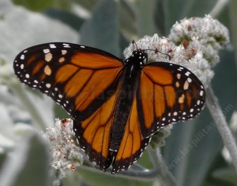 Eriodictyon tomentosum Woolly Yerba Santa, with a Monarch  - grid24_12