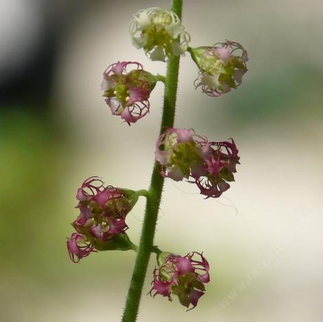 Tellima grandiflora,  Fringe cup flowers - grid24_12