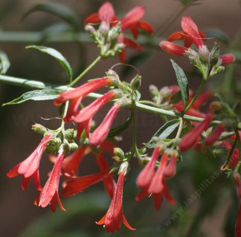 Keckiella ternata septentrionalis, Whorl Leaf Penstemon - grid24_12