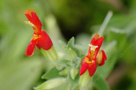 Mimulus Cardinalis, Scarlet Monkey Flowers attract all sorts of pollinators - grid24_12