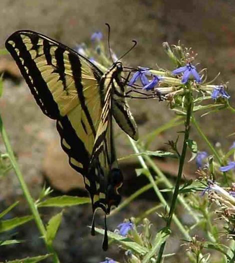  Western Tiger Swallowtail Butterfly,
Papilio rutulus on Lobelia - grid24_12
