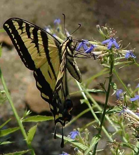  Western Tiger Swallowtail Butterfly,
Papilio rutulus on Lobelia - grid24_12