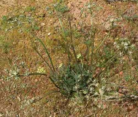 Probably Hog Fennel, Lace Parsnip,  Lomatium dasycarpum - grid24_12