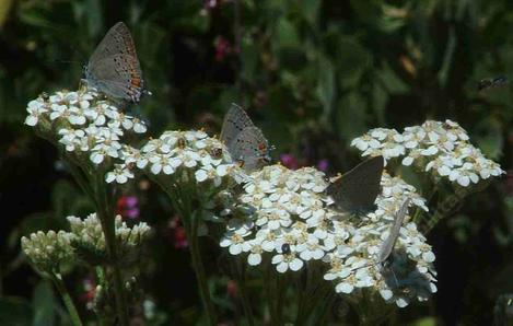 Achillea millefolium, Californica Yarrow with Hair Streaks pollinators. - grid24_12