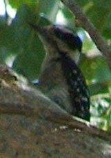Downy woodpecker watching - grid24_12