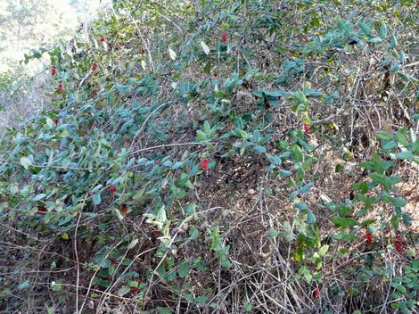 Here is another photo of Lonicera hispidula, California Honeysuckle, in the California mixed evergreen forest, but with its clusters of red fruits. - grid24_12