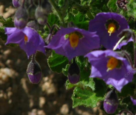Solanum xanti,  Purple Nightshade has bright purple flowers  - grid24_12