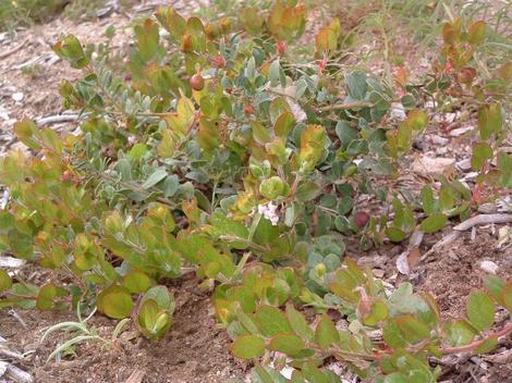 John Dourley mazanita makes a 2-3 ft. irregular ground cover. - grid24_12