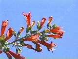 Keckiella ternata, Summer Bush Penstemon - grid24_12