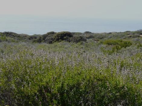 Salvia mellifera, Black sage along the coast - grid24_12