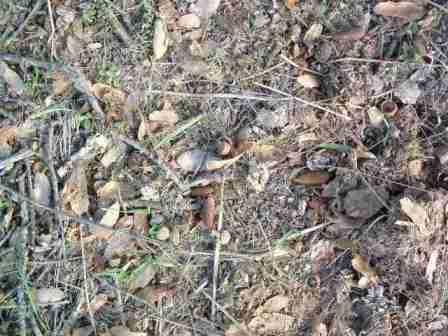 The leaf litter under an oak in trouble. The tree does not have enough energy to protect it's litter. (The mycorrhizae  are in a weakened state as the tree is hording it's carbohydrates.)  - grid24_12