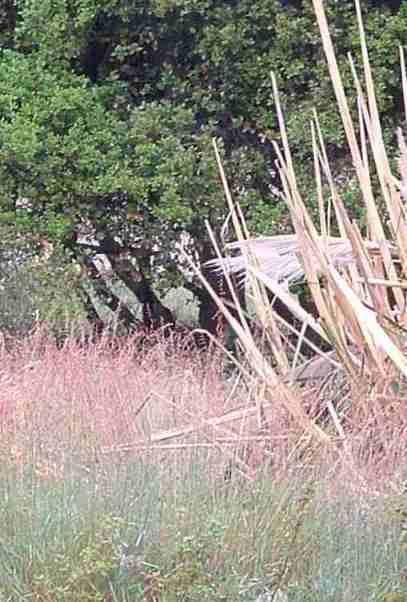 Veldt Grass and Pampas grass both burn like gasoline by about June. All that will come back is more veldt and pampas grass.  - grid24_12