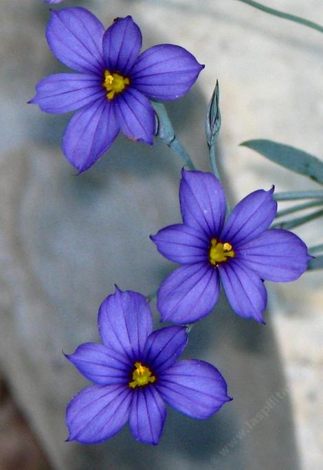 Sisyrinchium bellum, Blue-Eyed Grass - grid24_12