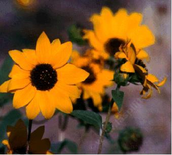 Here is a very old photo, circa 1979, of Helianthus gracilentus, Slender Sunflower, a very short-lived perennial sunflower. - grid24_12