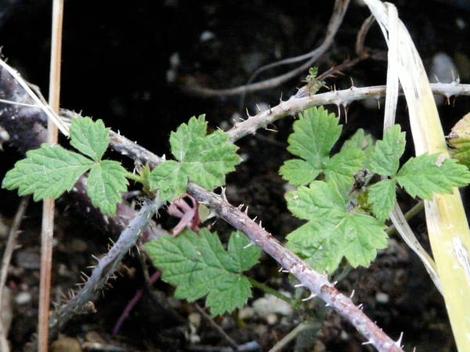 Rubus leucodermis Western Raspberry - grid24_12