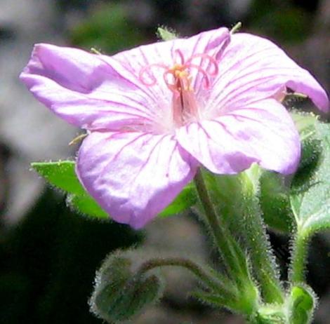 Here is an old photo of the flower of Geranium viscosissimum, Sticky Geranium. - grid24_12