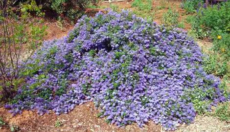 This Ceanothus Joyce Coulter was in Greg Rubins' back yard in Escondido - grid24_12