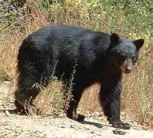 This black bear hung around the nursery for a few days. He didn't plant anything nor amend anything. He does eat the berries and fruit of some native plants like junipers and manzanitas. - grid24_12