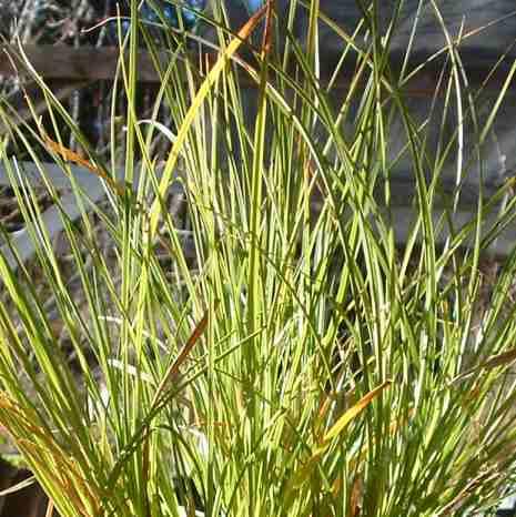 Carex spectabilis Showy Sedge