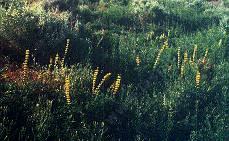 an old picture of Lupinus deniflorus aureus, Golden Lupine in Buttonwillow. - grid24_12