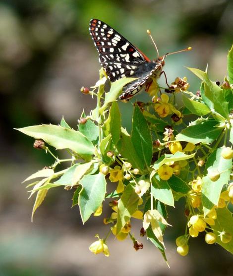 A Checkerspot Butterfly  on a Mahonia nevinii - grid24_12