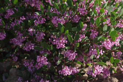 The flowers of Sonoma Manzanita - grid24_12