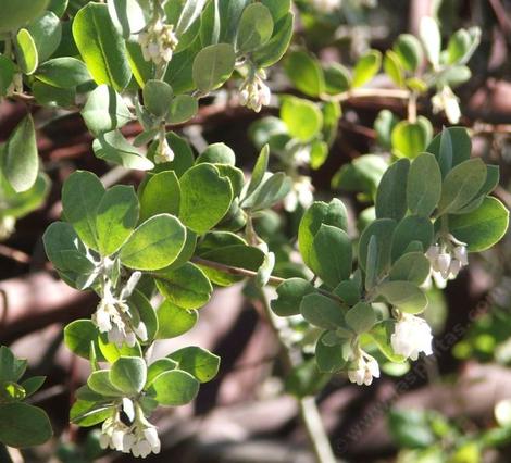 Arctostaphylos silvicola, Ghostly Manzanita flowers and bark. - grid24_12