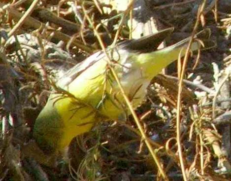 Lesser Goldfinch hanging upside down eating seeds - grid24_12