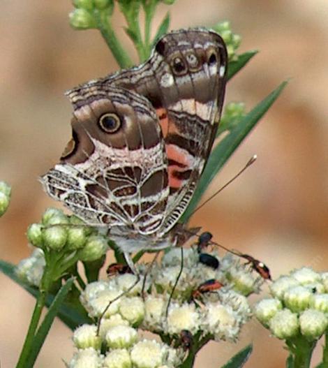 Baccharis douglasii Marsh Baccharis with Butterfly - grid24_12