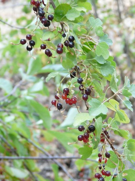 Ribes aureum var. gracillimum, Golden Currant, in summer in the Santa Margarita garden of Las Pilitas Nursery, with its crop of small, good-tasting fruits (the birds think so, too!). - grid24_12