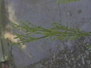 Juncus oxymeris Pointed Rush - grid24_12