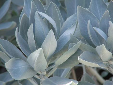 White sage, Salvia apiana has incredible leaves. - grid24_12