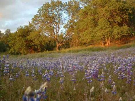 Field Lupines in a Central oak Woodland - grid24_12