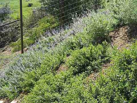 Salvia Dara's Choice covering a hillside in San Luis Obispo.  - grid24_12