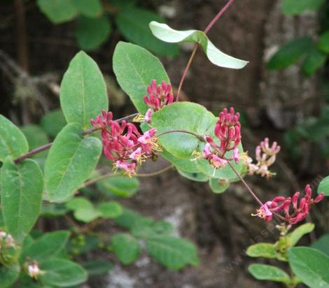 This photo appears as three intersecting flowering stems of Lonicera hispidula, California Honeysuckle, in the mixed evergreen forest of the central coast ranges of California. - grid24_12