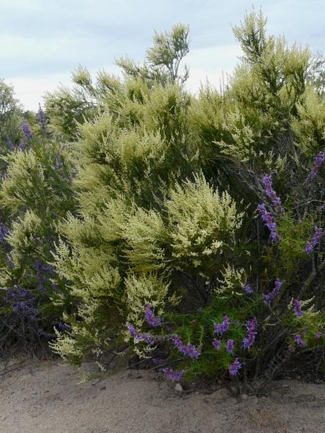 Woolly Blue curls and Adenostoma fasciculatum (Chamise or Greasewood) in flower. - grid24_12