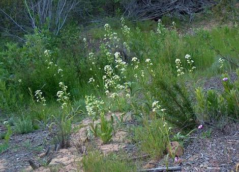 Zigadenus fremontii, Star Lily in a mass  - grid24_12