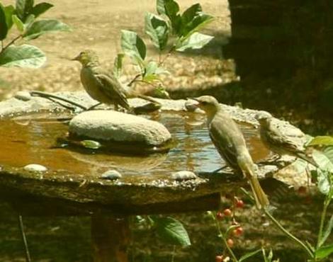 Hooded Oriole, Icterus cucullatus at bird bath - grid24_12