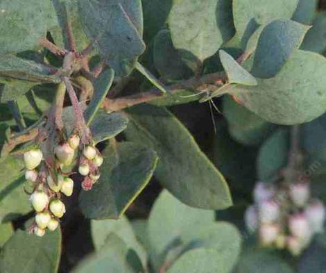 Flowers and leaves of Arctostaphylos cushingiana - grid24_12