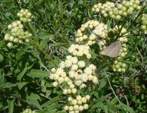 Baccharis douglasii Marsh Baccharis - grid24_12