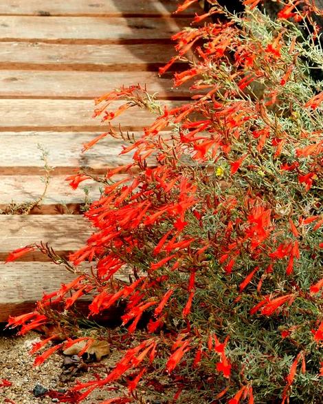 Narrowleaf California fuchsia, Zauschneria cana 'Hollywood Flame'  in flower. California fuchsia works very well in a container or pot.  This narrow leaf form was around western Los Angeles, Thousand Oaks and Santa Monica - grid24_12