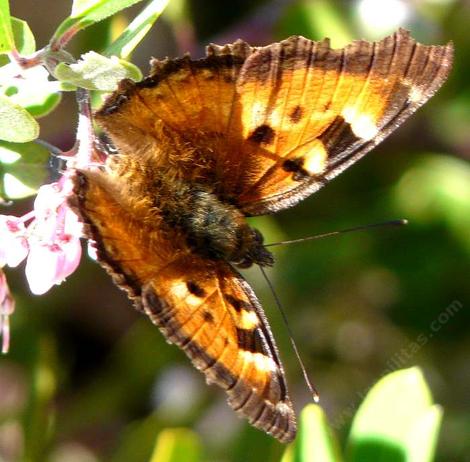 California Tortoise Shell butterfly, Nymphalis californica, top view - grid24_12