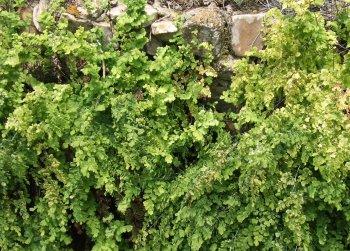 Adiantum jordanii California Maiden-Hair Fern on a wet rock wall - grid24_12