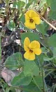 an old photo of Viola pedunculata, Johnny Jump Ups. - grid24_12