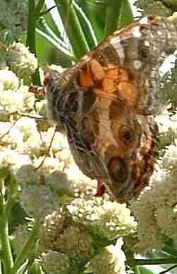 An old American Painted Lady Butterfly, Vanessa virginiensis on Baccharis - grid24_12