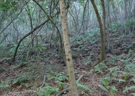 Dryopteris arguta, Wood Fern as forest understory - grid24_12