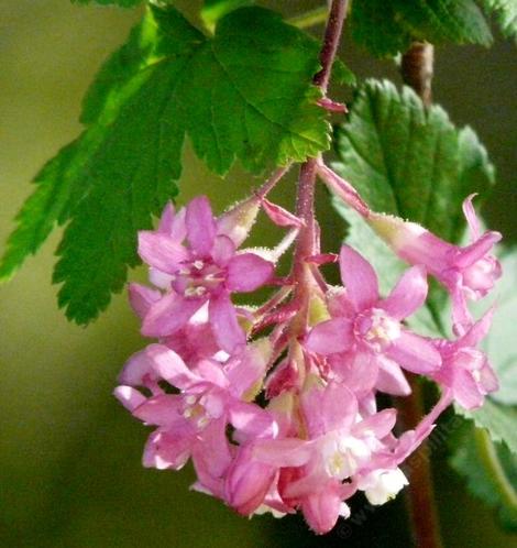 Ribes sanguineum glutinosum, Pink-Flowered Currant flowers - grid24_12