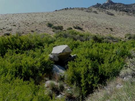 Forestiera neomexicana, Desert Olive, is growing here in a moist swale in overgrazed rangeland in the eastern Sierra Nevada mountains of California. - grid24_12