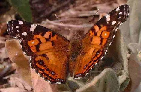 American Painted Lady Butterfly, Vanessa virginiensis resting on Yerba Santa - grid24_12